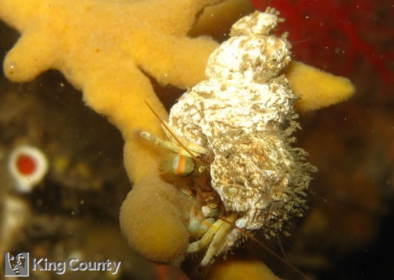 Photo of Pagurus hirsutiusculus